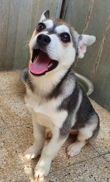 guarda la mia dolcezza e portami a casa..denise in canile! | Foto 3