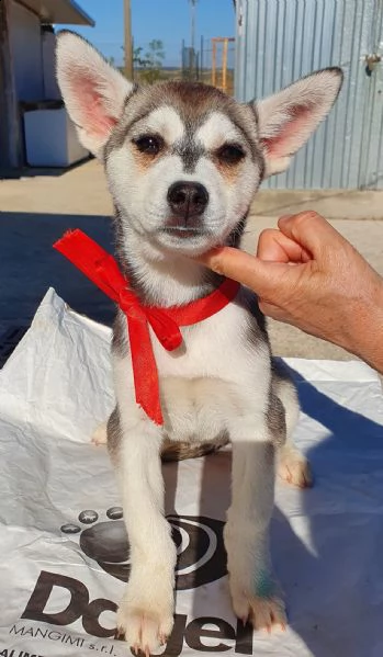 guarda la mia dolcezza e portami a casa..denise in canile! | Foto 2