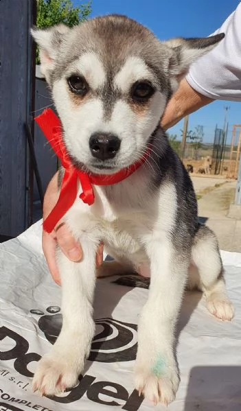 guarda la mia dolcezza e portami a casa..denise in canile! | Foto 1