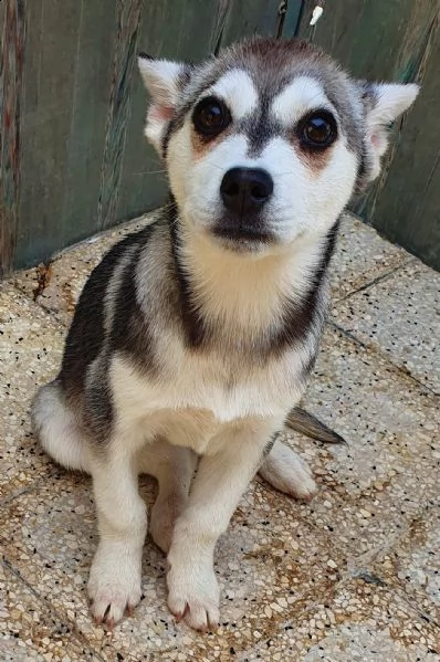 guarda la mia dolcezza e portami a casa..denise in canile! | Foto 0