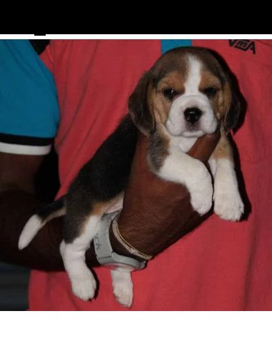 regalo beagle 