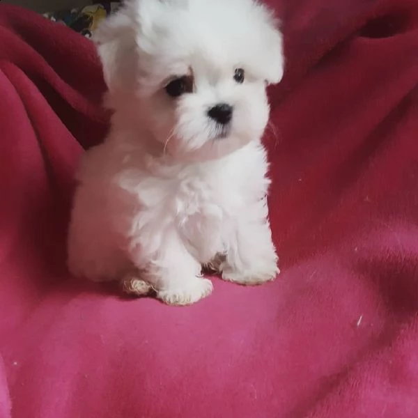 regalo maltese nano | Foto 0