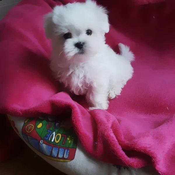 maltese toy*** | Foto 0