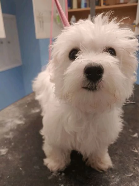 cuccioli di maltese toy 