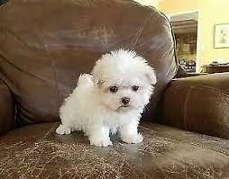 cuccioli di malte maschi e femmine in adozione