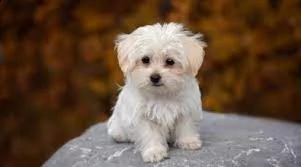 bianco affascinante bambola cucciolo maltese 