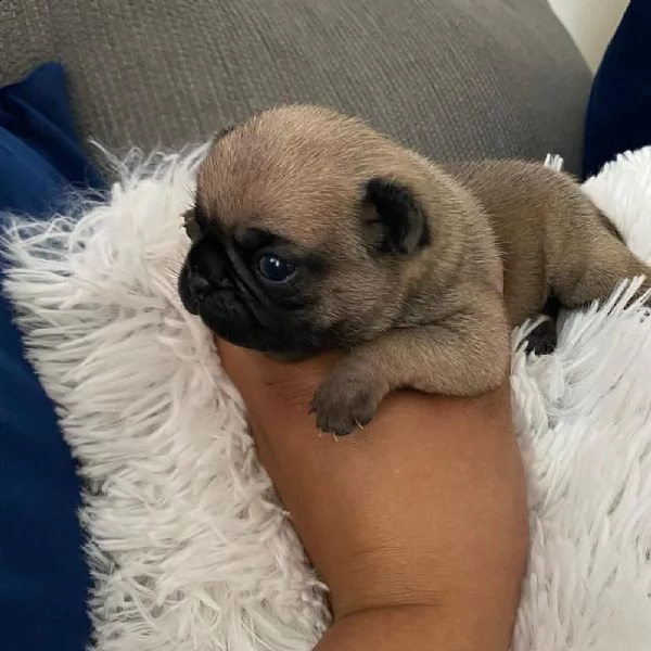 regalo carlino toy | Foto 0