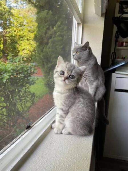 gattini scottish fold maschi e femmine