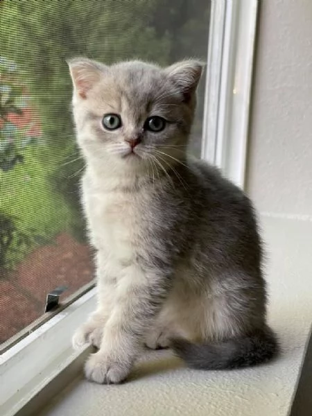 gattini scottish fold maschi e femmine | Foto 3