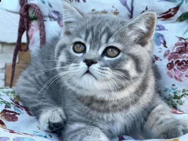 gattini scottish fold maschi e femmine | Foto 2