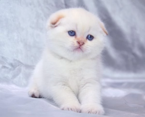 gattini scottish fold maschi e femmine | Foto 1