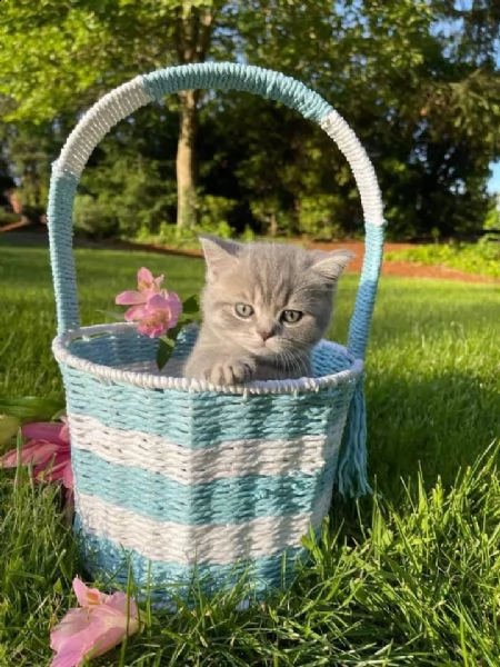 gattini scottish fold maschi e femmine | Foto 0