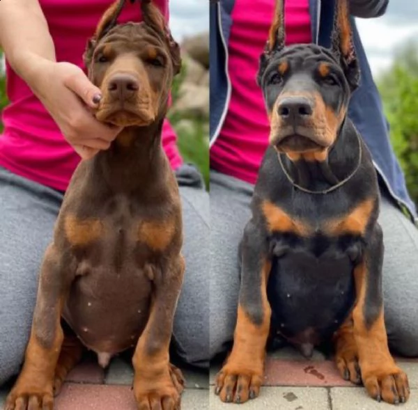top cuccioli dobermann di razza con elevato pedigree (maschi e femmine)