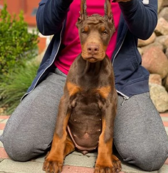 top cuccioli dobermann di razza con elevato pedigree (maschi e femmine) | Foto 1