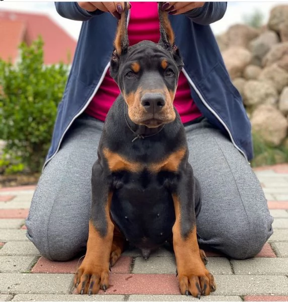 top cuccioli dobermann di razza con elevato pedigree (maschi e femmine) | Foto 0