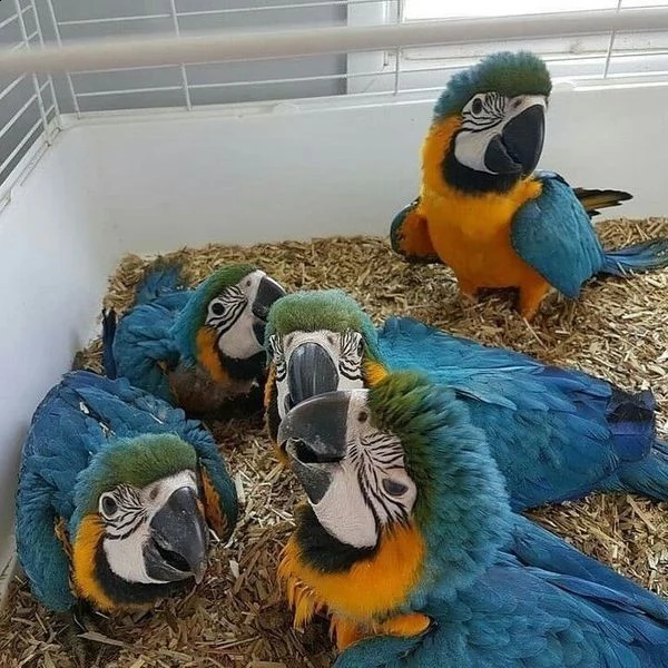ara ararauna pappagallo in vendita