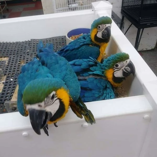 ara ararauna pappagallo in vendita | Foto 0