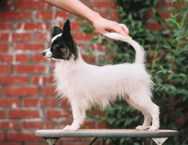regalo cuccioli di papillon bellissimi cuccioli disponibili, carattere adorabile ,sono docili ed aff