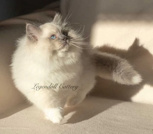 Adorabili Cuccioli Ragdoll