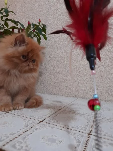 dolcissimi gattini persiani ipertipici 