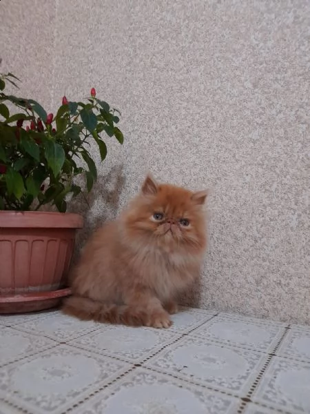 dolcissimi gattini persiani ipertipici  | Foto 0