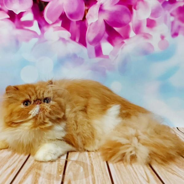 bellissima gatta per allevamento bicolore con pedigree  | Foto 0