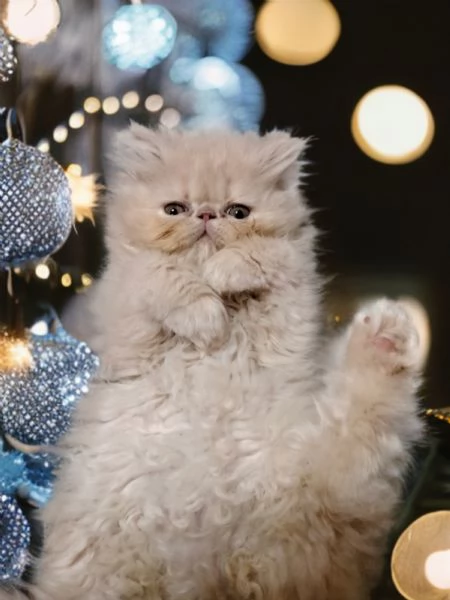 Peluche Persiani Ipertipici  | Foto 0