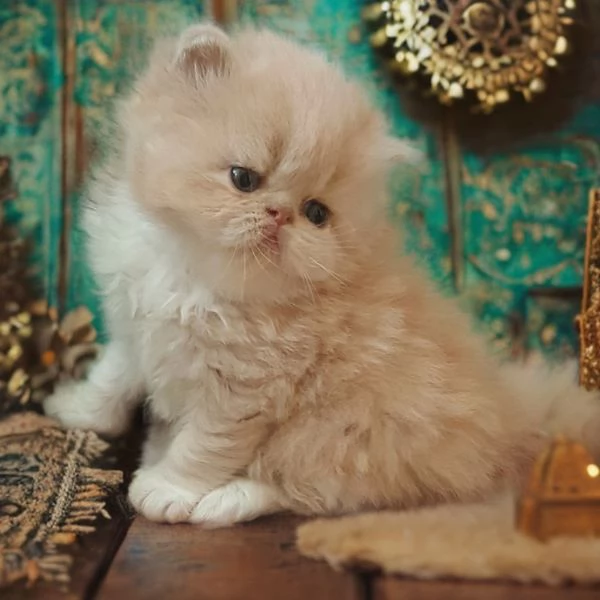 Peluche Persiani Ipertipici 