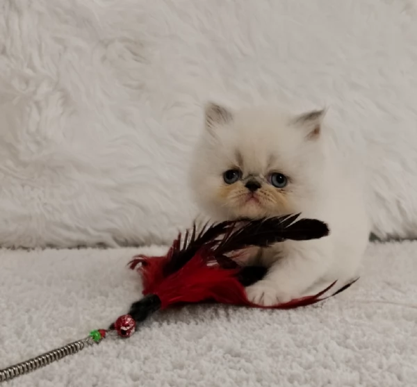 Cuccioli Persiani  | Foto 0