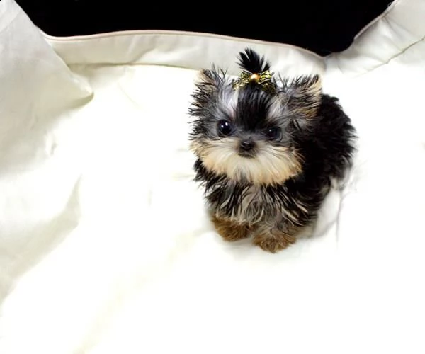 cuccioli di yorkshire 