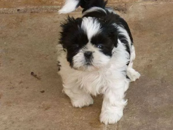 cuccioli di shitzu 