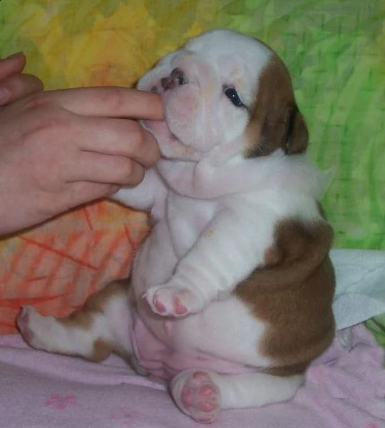 regalo bulldog inglese cuccioli disponibile per l'adozione