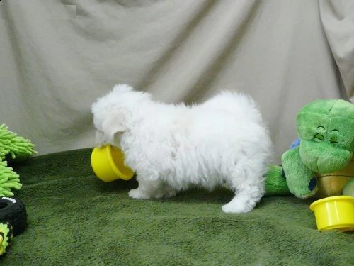 regalo maltese toy cuccioli disponibile per l'adozione