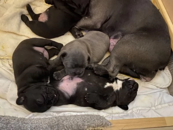 preziosi bulldog francesi