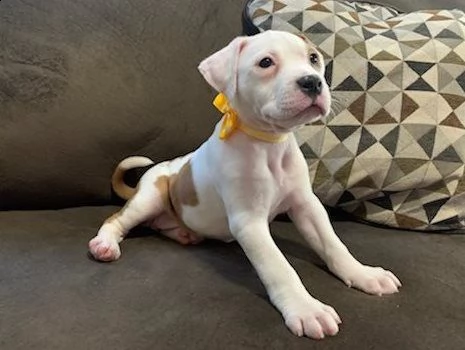 disponibili cuccioli di american pitbull terrier | Foto 0