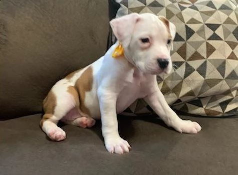 disponibili cuccioli di american pitbull terrier