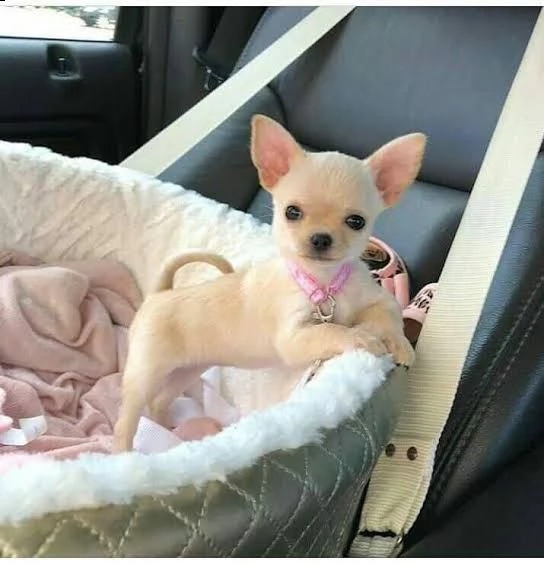    regalo cuccioli di chihuahua | Foto 0