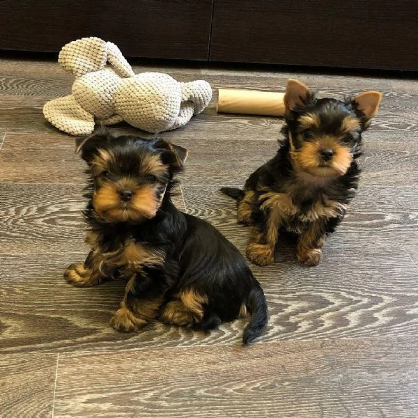 regalo yorkshire | Foto 0