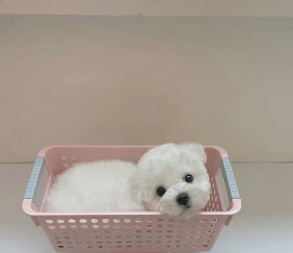 maltese nano...