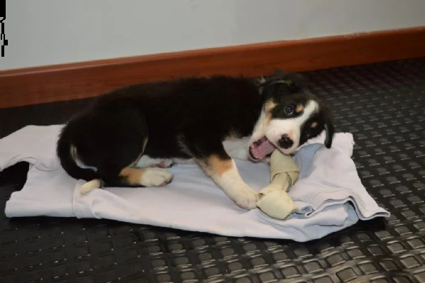 cuccioli di border collie | Foto 2