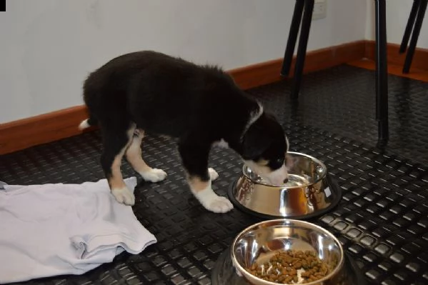 cuccioli di border collie | Foto 1