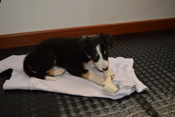 cuccioli di border collie | Foto 0
