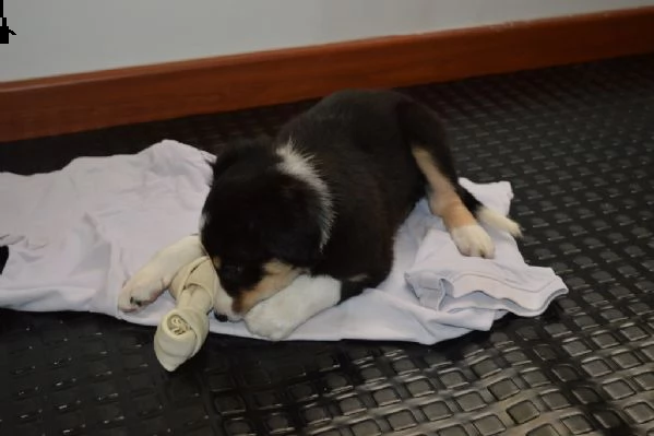 cuccioli di border collie
