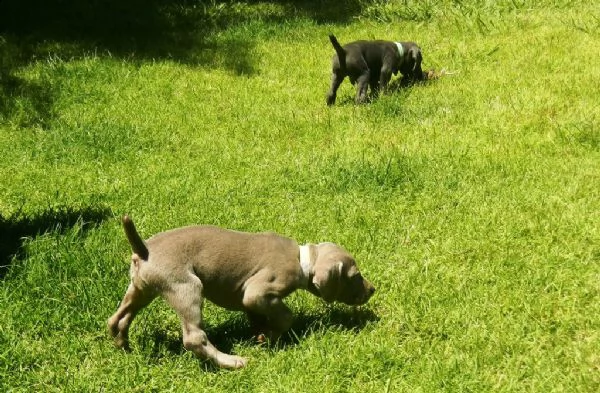splendidi cuccioli di weimaraner con pedigree  | Foto 2