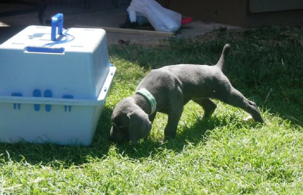 splendidi cuccioli di weimaraner con pedigree  | Foto 1
