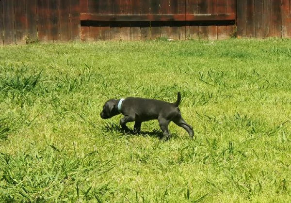 splendidi cuccioli di weimaraner con pedigree  | Foto 0