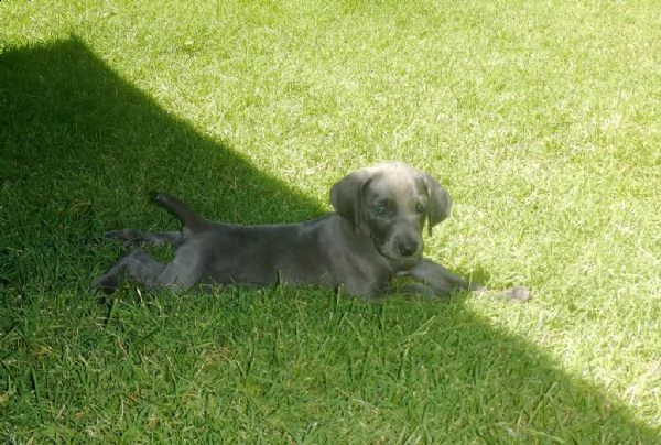 splendidi cuccioli di weimaraner con pedigree 