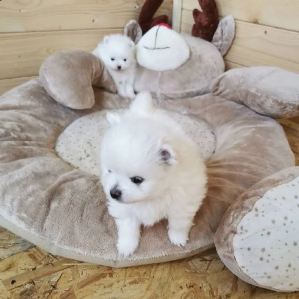  regalo  volpino pomerania mini toy 