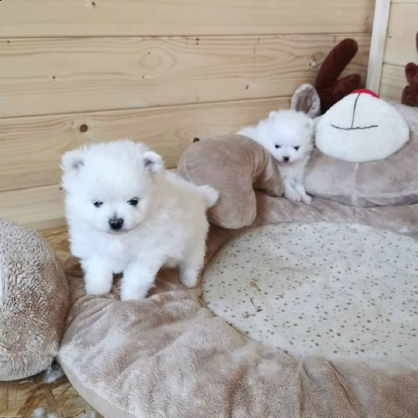  regalo  volpino pomerania mini toy  | Foto 0