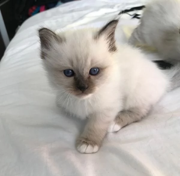 cuccioli di  sacro birmani siamo urgentemente alla ricerca di una nuova casa per i nostri cuccioli d